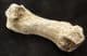 FAT TOE BONE FROM A CAVE BEAR - PLEISTOCENE, ROMANIA.