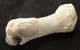 FAT TOE BONE FROM A CAVE BEAR - PLEISTOCENE, ROMANIA.
