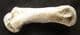 FAT TOE BONE FROM A CAVE BEAR - PLEISTOCENE, ROMANIA.