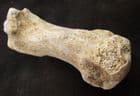 FAT TOE BONE FROM A CAVE BEAR - PLEISTOCENE, ROMANIA.