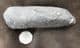 FIN SPINE OF A HUGE ACANTHODIAN - GYRACANTHUS FORMOSUS - COAL MEASURES LANARKSHIRE.