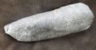 FIN SPINE OF A HUGE ACANTHODIAN - GYRACANTHUS FORMOSUS - COAL MEASURES LANARKSHIRE.