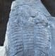 FINE ASAPHISCUS WHEELERI - CAMBRIAN, UTAH, USA.