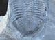FINE ASAPHISCUS WHEELERI - CAMBRIAN, UTAH, USA.