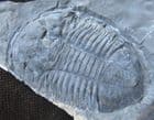 FINE ASAPHISCUS WHEELERI - CAMBRIAN, UTAH, USA.