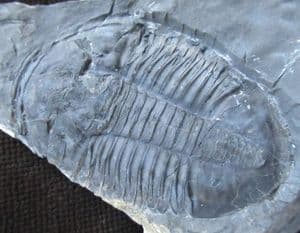 FINE ASAPHISCUS WHEELERI - CAMBRIAN, UTAH, USA.