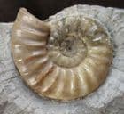 FINE ASTEROCERAS CONFUSUM - JURASSIC, LYME REGIS.