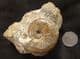FINE CATASIGALOCERAS PLANICERCLUS - JURASSIC, YORKSHIRE.