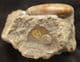 FINE CATASIGALOCERAS PLANICERCLUS - JURASSIC, YORKSHIRE.