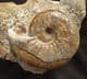 FINE CATASIGALOCERAS PLANICERCLUS - JURASSIC, YORKSHIRE.