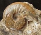FINE CATASIGALOCERAS PLANICERCLUS - JURASSIC, YORKSHIRE.