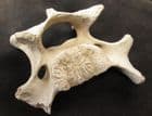 FINE CAVE BEAR VERTEBRA - PLEISTOCENE, ROMANIA.