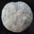 FINE CLYPEUS PLOTTI - JURASSIC, GLOUCESTERSHIRE.