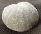 FINE CORNBRASH ECHINOID FROM GLOUCESTERSHIRE.