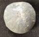 FINE CORNBRASH ECHINOID FROM GLOUCESTERSHIRE.
