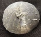 FINE CORNBRASH ECHINOID FROM GLOUCESTERSHIRE.
