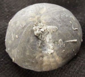 FINE CORNBRASH ECHINOID FROM GLOUCESTERSHIRE.