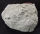 FINE CRAB - OLIGOCENE, KAZAKHSTAN.