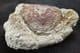 FINE CRAB - OLIGOCENE, KAZAKHSTAN.