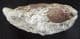 FINE CRAB - OLIGOCENE, KAZAKHSTAN.