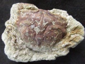 FINE CRAB - OLIGOCENE, KAZAKHSTAN.