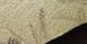 FINE CRANEFLY - EOCENE, COLORADO.
