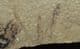 FINE CRANEFLY - EOCENE, COLORADO.