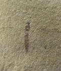 FINE CRANEFLY - EOCENE, COLORADO.