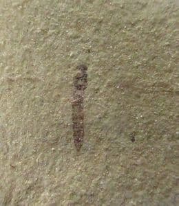 FINE CRANEFLY - EOCENE, COLORADO.