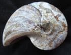 FINE CRETACEOUS NAUTILUS FROM MADAGASCAR.