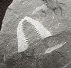 FINE DIDYMOGRAPTUS MURCHISONI - ORDOVICIAN, WALES.
