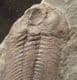 FINE ECCAPARADOXIDES PUSILLUS - CAMBRIAN, CZECH REPUBLIC.