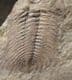 FINE ECCAPARADOXIDES PUSILLUS - CAMBRIAN, CZECH REPUBLIC.