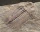 FINE ECCAPARADOXIDES PUSILLUS - CAMBRIAN, CZECH REPUBLIC.