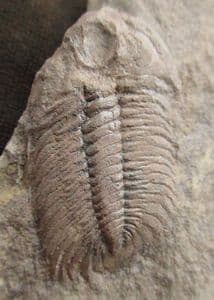 FINE ECCAPARADOXIDES PUSILLUS - CAMBRIAN, CZECH REPUBLIC.
