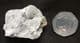 FINE GONIATITE - CARBONIFEROUS, CASTLETON, DERBYSHIRE.