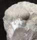 FINE GONIATITE - CARBONIFEROUS, CASTLETON, DERBYSHIRE.