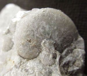 FINE GONIATITE - CARBONIFEROUS, CASTLETON, DERBYSHIRE.