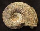 FINE HAUGIA VARIABILIS - JURASSIC, SOMERSET.