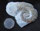 FINE HETEROMORPH - CRIOCERATITES DUVALII - LOWER CRETACEOUS FRANCE.