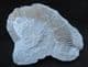 FINE HETEROMORPH - CRIOCERATITES DUVALII - LOWER CRETACEOUS FRANCE.