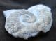 FINE HETEROMORPH - CRIOCERATITES DUVALII - LOWER CRETACEOUS FRANCE.