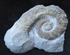 FINE HETEROMORPH - CRIOCERATITES DUVALII - LOWER CRETACEOUS FRANCE.