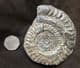 FINE HILDOCERAS LUSITANICUM - JURASSIC, YORKSHIRE.