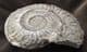 FINE HILDOCERAS LUSITANICUM - JURASSIC, YORKSHIRE.