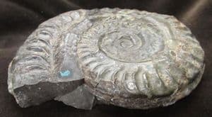 FINE HILDOCERAS LUSITANICUM - JURASSIC, YORKSHIRE.