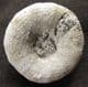 FINE HOLECTYPUS DEPRESSUS - JURASSIC, CAMBRIDGESHIRE.