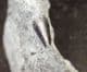 FINE ICHTHYOSAUR TOOTH - JURASSIC, GERMANY.