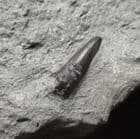 FINE ICHTHYOSAUR TOOTH - JURASSIC, GERMANY.