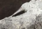 FINE ICHTHYOSAUR TOOTH - JURASSIC, GERMANY.